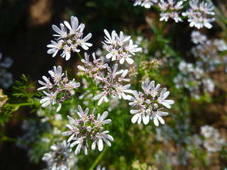 Flowering coriander plant (Coriandrum sativum, Chinese parsley) with white pink flowers. Cilantro small flowers blooming in the herb garden. Closeup, selective focus, herbal background.