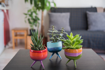 cactus and suculents in a colorful handmade ceramic pots 