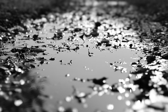 Puddel of water leaves 