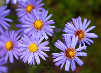 Obraz premium Blue aster flowers.
