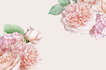 Blush pink roses, tulip, hydrangea isolated on pastel background. Floral banner, header with copy space. Natural flowers wallpaper or greeting card.