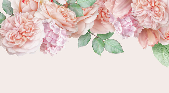 Pink roses, tulip, hydrangea isolated on pastel background. Floral banner, header with copy space. Natural flowers wallpaper or greeting card.