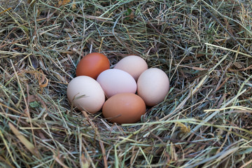 Hen's eggs in the hay nest