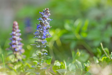 Plant at the time of mass flowering of Ajuga reptans of the Lamiaceae family, selective focus. Ajuga reptans, is a wild plant with blue flowers and belongs to the medicinal plants.
