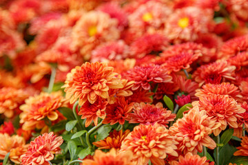 multi-colored flower beds of beautiful chrysanthemums