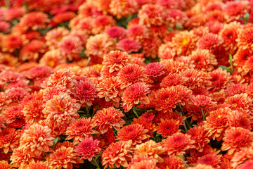 multi-colored flower beds of beautiful chrysanthemums