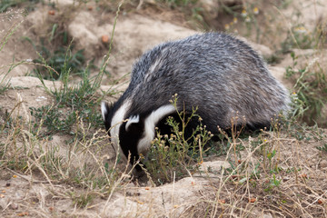 Badger at the British wildlife Centre