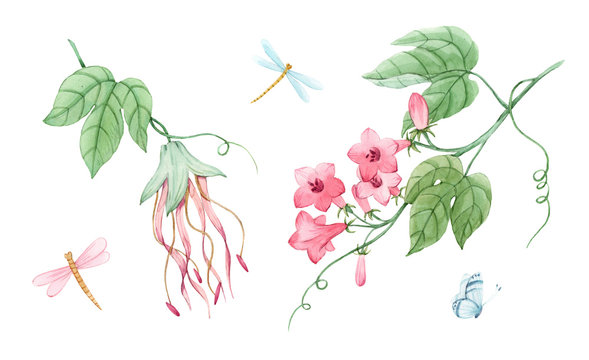 Watercolor floral set with tropical plants. Branch with gentle pink flowers and dragonflies. Stock illustration.