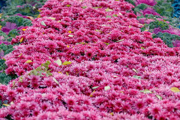 Obraz premium multi-colored flower beds of beautiful chrysanthemums