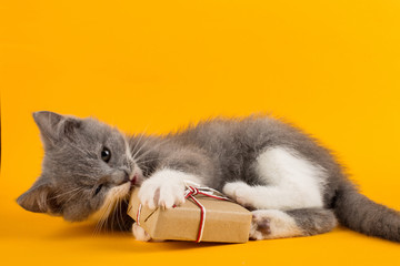 Cute gray kitten playing funny and fun with a Christmas gift box on a yellow background.