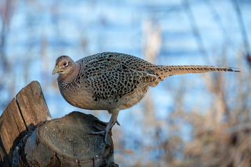 Female Pheasant