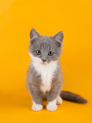 Cute gray kitten carefully looking at copy space on a yellow background.