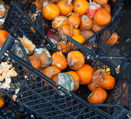Rotten mandarin oranges on the landfill