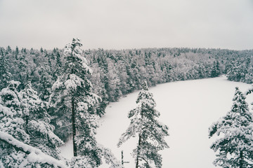 Trees strewn with snow in the winter forest.