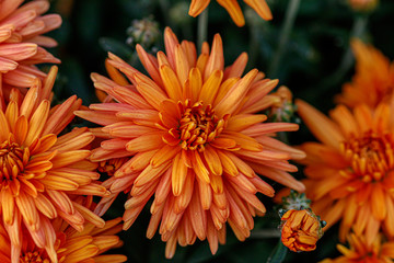 Obraz premium multi-colored flower beds of beautiful chrysanthemums