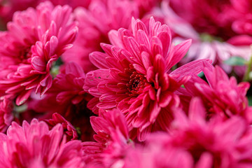 multi-colored flower beds of beautiful chrysanthemums