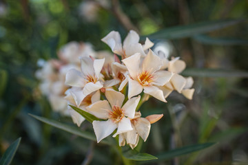 white flowers in the garden