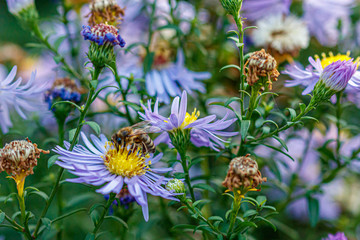 beautiful flowers on which a wasp sits