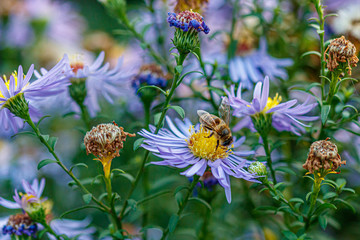 beautiful flowers on which a wasp sits