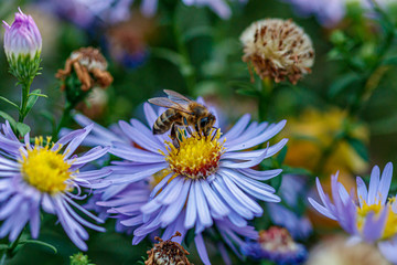 beautiful flowers on which a wasp sits