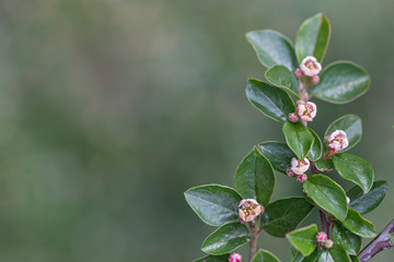 Cotoneaster integerrimus, the common cotoneaster, is a species of Cotoneaster native to central and eastern Europe. Branches with common cotoneaster flowers. 