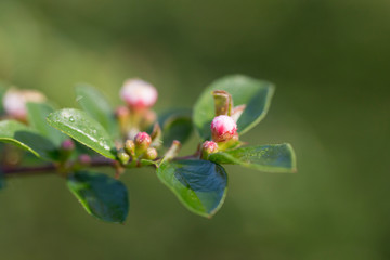 Cotoneaster integerrimus, the common cotoneaster, is a species of Cotoneaster native to central and eastern Europe. Branches with common cotoneaster flowers. 