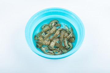 A water tub full of live crusty shrimps on white background