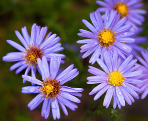 Fototapeta premium Blue aster flowers.