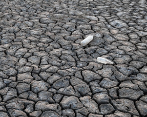 Garbage on the ground