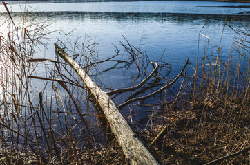 The beginning of winter, a dry tree fell into the water and frozen in ice.