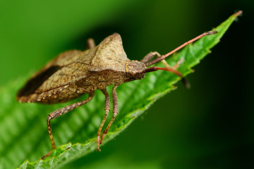 Macro shot of southern green shield bug