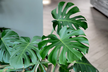Monstera green plant in the interior