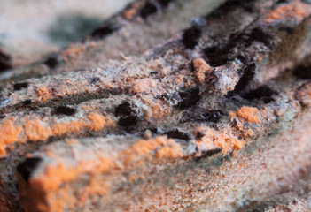 Mouldy (moldy) bread. Close-up.