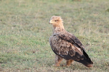 Tawny eagle in the african savannah. 