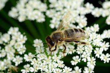 Bee flying, bee on the flower,