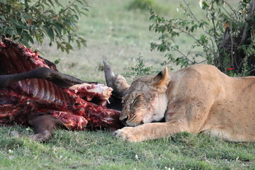 Lion feeding on a cow carcass in the african savannah.