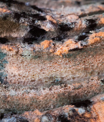 Mouldy (moldy) bread. Close-up.