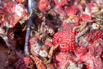 Rotten strawberries on the landfill