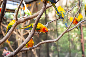 colorful birds on a branch