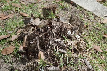 dry areca catechu stump on the ground