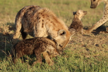 Young spotted hyenas playing.