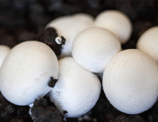 Button mushrooms in the ground