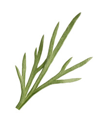 sprig of dill isolated on white, macro.