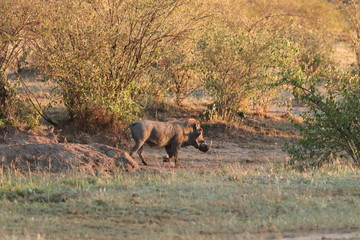 Warthog in the african savannah.