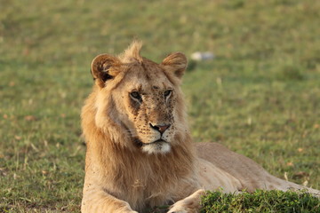 Fototapeta premium Young lion male closeup.