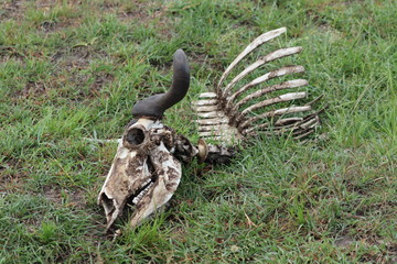 Wildebeest skull in the african savannah.