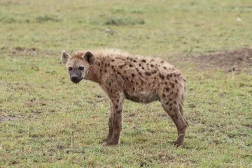 Foto op Aluminium Young spotted hyena in the african savannah. © Marie