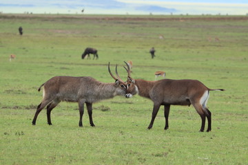 Waterbucks fighting in the african savannah.