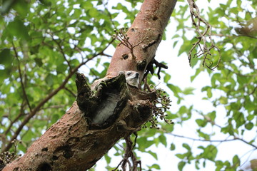 Tree hyrax in a tree.
