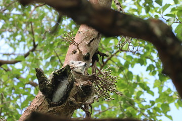 Fototapeta na wymiar Tree hyrax in a tree.